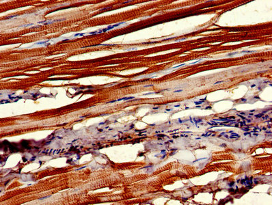 Cntfr Polyclonal Antibody - image 5