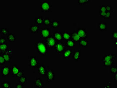 Ifi44 Polyclonal Antibody - image 4