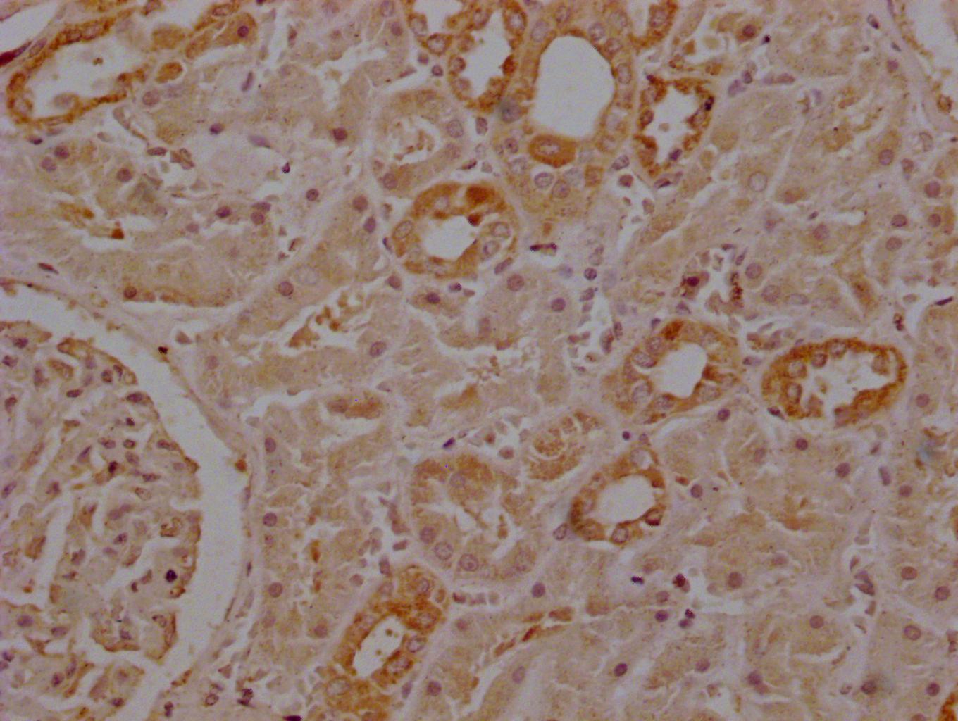 Western Blot; Positive WB detected in: Mouse brain tissue, Mouse skeletal muscle tissue; All lanes: SEPP1 antibody at 4µg/ml; Secondary; Goat polyclonal to rabbit IgG at 1/50000 dilution; Predicted band size: 43 kDa; Observed band size: 43, 40 kDa;