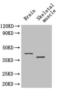 Selenop Polyclonal Antibody - image 4