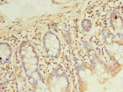 Pde6D Polyclonal Antibody - image 3