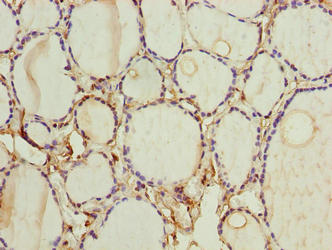 Immunohistochemistry of paraffin-embedded human kidney tissue using CAC07464 at dilution of 1:100
