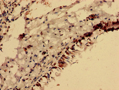 Foxr2 Polyclonal Antibody - image 5
