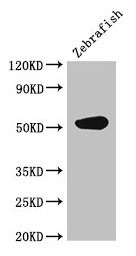 Cs Polyclonal Antibody - image 4