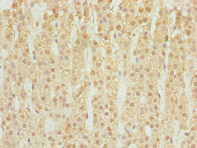 Immunofluorescent analysis of A549 cells using CAC07501 at dilution of 1:100 and Alexa Fluor 488-congugated AffiniPure Goat Anti-Rabbit IgG(H+L)
