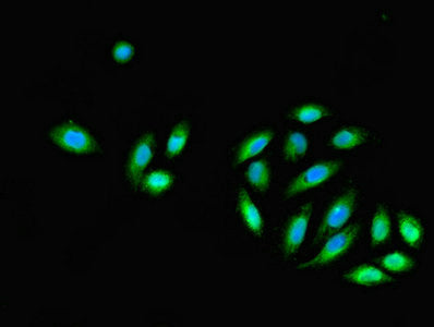 Dnali1 Polyclonal Antibody - image 5