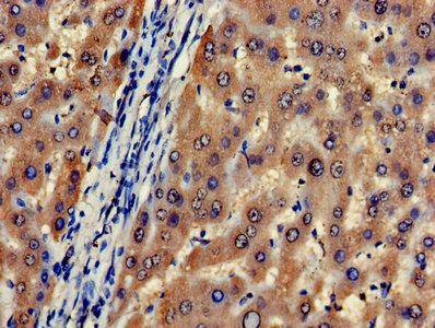 Cda Polyclonal Antibody - image 5