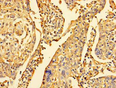 Immunohistochemistry of paraffin-embedded human tonsil tissue using CAC07514 at dilution of 1:100