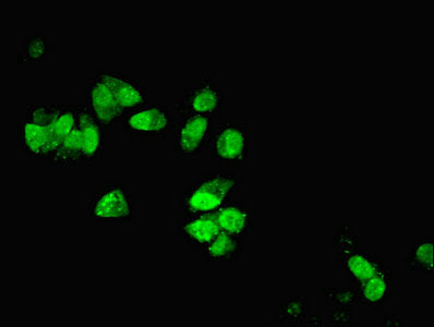 Dynll1 Polyclonal Antibody - image 5