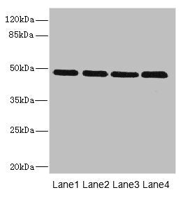 Immunofluorescent analysis of PC-3 cells using CAC07548 at dilution of 1:100 and Alexa Fluor 488-congugated AffiniPure Goat Anti-Rabbit IgG(H+L)