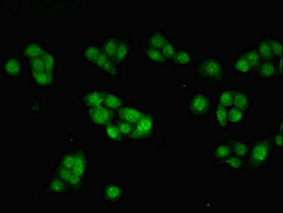 Inhbb Polyclonal Antibody - image 5