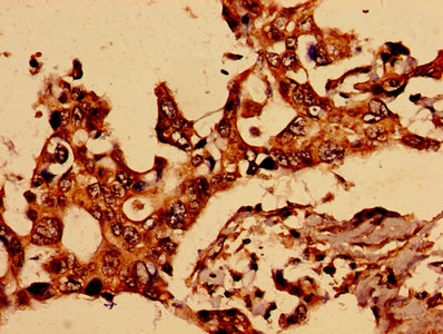 Grin2A Polyclonal Antibody - image 5