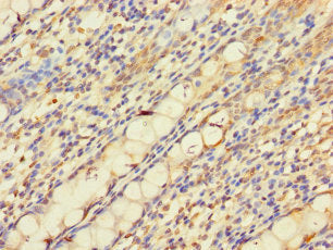 Immunofluorescent analysis of Hela cells using CAC07568 at dilution of 1:100 and Alexa Fluor 488-congugated AffiniPure Goat Anti-Rabbit IgG(H+L)