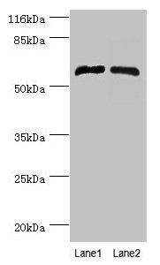 Immunofluorescent analysis of HepG2 cells using CAC07575 at dilution of 1:100 and Alexa Fluor 488-congugated AffiniPure Goat Anti-Rabbit IgG(H+L)