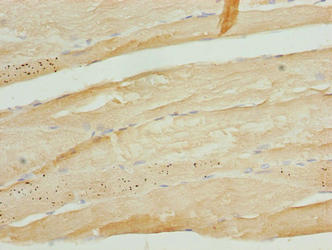 Trim55 Polyclonal Antibody - image 4