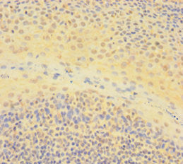 Immunohistochemistry of paraffin-embedded human spleen tissue using CAC07645 at dilution of 1:100