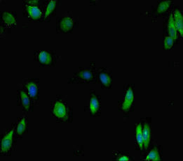 Ikzf1 Polyclonal Antibody - image 5