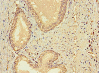 Immunohistochemistry of paraffin-embedded human pancreatic tissue using CAC07647 at dilution of 1:100