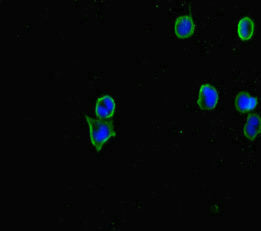 Cerkl Polyclonal Antibody - image 5