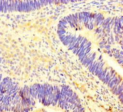 Immunofluorescent analysis of Hela cells using CAC07657 at dilution of 1:100 and Alexa Fluor 488-congugated AffiniPure Goat Anti-Rabbit IgG(H+L)