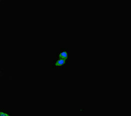 Western Blot; , Positive WB detected in: Mouse kidney tissue, Mouse brain tissue, Mouse skeletal muscle tissue; , All lanes: PLD6 antibody at 2.5µg/ml; , Secondary; , Goat polyclonal to rabbit IgG at 1/50000 dilution; , Predicted band size: 29 kDa; , Observed band size: 29 kDa;