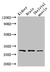 Pld6 Polyclonal Antibody - image 4