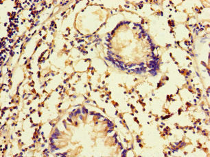 Immunofluorescent analysis of Hela cells using CAC07669 at dilution of 1:100 and Alexa Fluor 488-congugated AffiniPure Goat Anti-Rabbit IgG(H+L)
