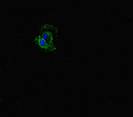 Fbxw5 Polyclonal Antibody - image 4