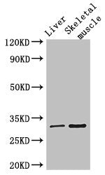Immunohistochemistry of paraffin-embedded human testis tissue using CAC07676 at dilution of 1:100