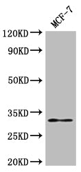 Rsph9 Polyclonal Antibody - image 5