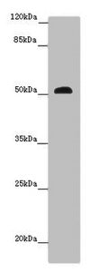 Immunohistochemistry of paraffin-embedded human tonsil tissue using CAC07677 at dilution of 1:100