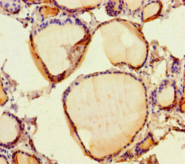 Scpep1 Polyclonal Antibody - image 4