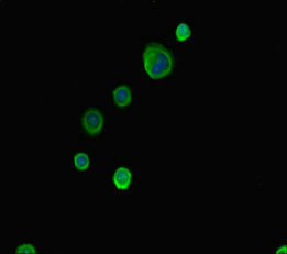 Western Blot; , Positive WB detected in: Mouse heart tissue, Mouse lung tissue, Mouse kidney tissue, Mouse stomach tissue; , All lanes: ABCG8 antibody at 2.8µg/ml; , Secondary; , Goat polyclonal to rabbit IgG at 1/50000 dilution; , Predicted band size: 76 kDa; , Observed band size: 76 kDa;