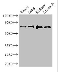 Abcg8 Polyclonal Antibody - image 4