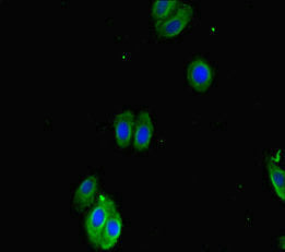 Smoc1 Polyclonal Antibody - image 5