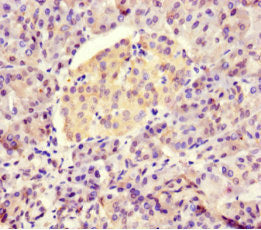 Btnl2 Polyclonal Antibody - image 4
