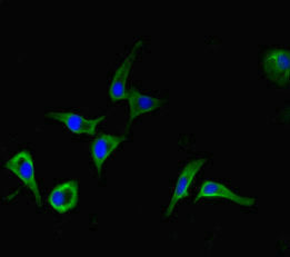 Dhx33 Polyclonal Antibody - image 5
