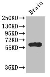 Ice1 Polyclonal Antibody - image 4