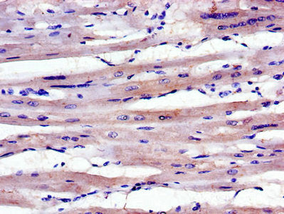 Immunofluorescent analysis of HepG2 cells using CAC07692 at dilution of 1:100 and Alexa Fluor 488-congugated AffiniPure Goat Anti-Rabbit IgG(H+L)