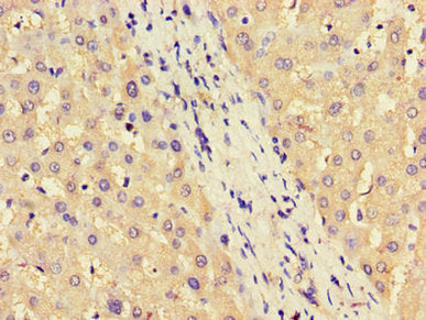 Ass1 Polyclonal Antibody - image 3