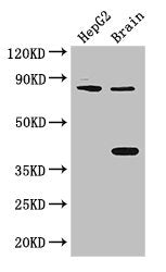 Fign Polyclonal Antibody - image 4