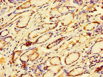 Immunohistochemistry of paraffin-embedded human kidney tissue using CAC07733 at dilution of 1:100