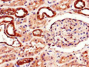 Immunofluorescent analysis of HepG2 cells using CAC07757 at dilution of 1:100 and Alexa Fluor 488-congugated AffiniPure Goat Anti-Rabbit IgG(H+L)