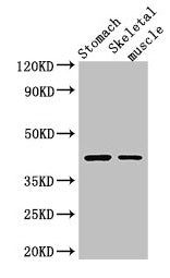 Immunohistochemistry of paraffin-embedded human heart tissue using CAC07759 at dilution of 1:100