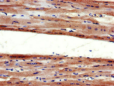 Immunofluorescent analysis of HepG2 cells using CAC07759 at dilution of 1:100 and Alexa Fluor 488-congugated AffiniPure Goat Anti-Rabbit IgG(H+L)