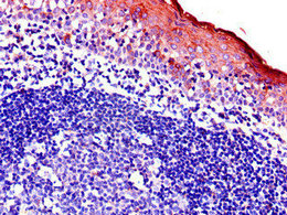 Birc3 Polyclonal Antibody - image 3