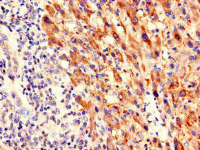 Immunofluorescent analysis of HepG2 cells using CAC07797 at dilution of 1:100 and Alexa Fluor 488-congugated AffiniPure Goat Anti-Rabbit IgG(H+L)