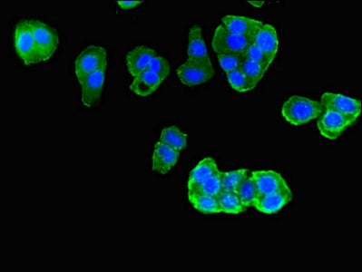 Pim3 Polyclonal Antibody - image 5