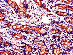 Immunohistochemistry of paraffin-embedded human pancreatic tissue using CAC07800 at dilution of 1:100