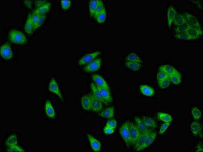 Slc37A2 Polyclonal Antibody - image 5